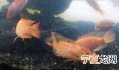 热带鱼的养殖方法 热带鱼如何养殖