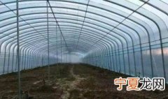 正确的温室养殖方法 正确的温室怎么养殖