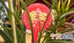 兰花适合在室内养吗 兰花在室内养的原因