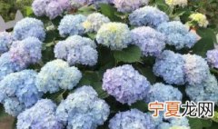 绣球花发芽后如何养护 刚到的绣球才发芽就有花需要处理吗
