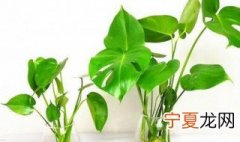 龟背竹可以水培生根吗 龟背竹长气根可以水培吗