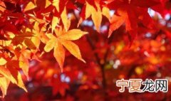 吉利红叶子可以生根吗 吉利红一片叶子可以扦插吗