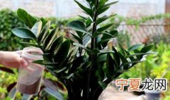 花卉金钱树的养殖方法 花卉金钱树怎么养殖方法