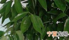 平安树有种子吗 平安树种子怎么种