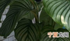 苹果竹芋的养殖方法 关于苹果竹芋的养殖方法