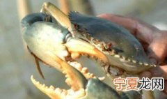 梭子蟹的养殖方法 有关梭子蟹的养殖方法