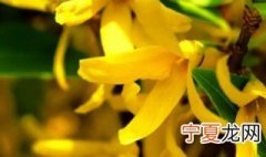 金钟花的养殖方法 金钟花怎么养殖