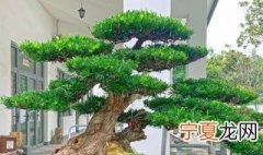 盆栽罗汉松的养殖方法 有关盆栽罗汉松的养殖方法