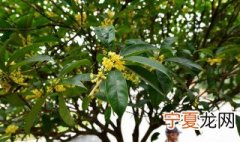 桂花修剪方法图解 桂花树怎么修剪
