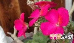 天竺葵杆子发黑是怎么回事 天竺葵为什么会黑杆