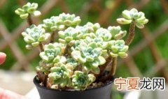 肉肉养殖方法 肉肉养殖方法是什么