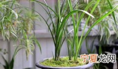 香兰花怎么养殖方法 香兰花如何养殖