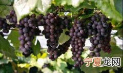 葡萄莲掉花苞该怎么办 葡萄莲掉花怎么办
