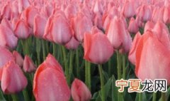郁金香种球五月份可以种吗 郁金香几月收种球