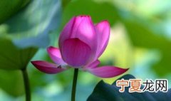 夏至的谚语 关于夏至的谚语