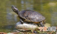 冬天养乌龟几天换一次水 乌龟冬眠期间多长时间换一次水