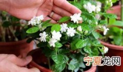 茉莉花长成了藤 茉莉花为什么长出花藤