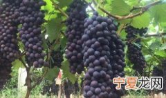 葡萄养殖方法 葡萄种植方法