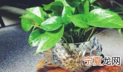 水培绿萝怎么养得好 水培绿萝怎么养好看