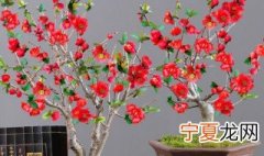 海棠盆栽的养殖方法 海棠盆栽如何养殖