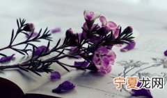 蜂窝网络什么意思呢 窝蜂网络是什么