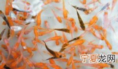 鱼苗的养殖方法 关于鱼苗的养殖方法