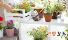 紫玉珊瑚的花语 珊瑚花的花语