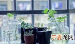 水培植物使用白开水还是晒过的自来水好