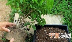 茉莉花一般什么时间换盆 茉莉花何时换盆