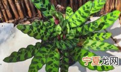 苹果芋的养殖方法 苹果芋的种植方法