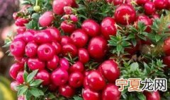 丽果木养殖方法 关于丽果木养殖方法
