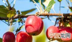 盆栽苹果的养殖方法 盆栽苹果如何养殖