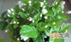 茉莉只长叶子不开花是什么原因 为什么茉莉只长枝条不开花呀