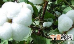 农民是怎么种棉花的 农村种棉花方法