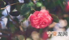 卧室里能放什么花不能放什么花 什么花不能放在卧室里面呢