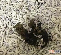 猫大便稀怎么回事，猫咪大便拉稀有血怎么回事