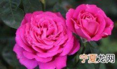 怎样才能让花的枝条粗壮 让花的枝条粗壮的方法