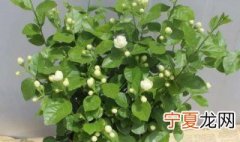 怎样让茉莉多开花 如何让茉莉多开花