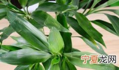 富贵竹根须太多可以剪掉吗 富贵竹的根须要不要剪掉