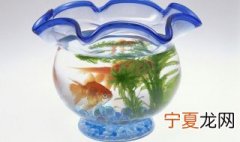 鱼缸日常养水正确方法 鱼缸日常养水正确方法图解