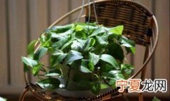 绿萝最怕三种水 绿萝最怕三种水是什么