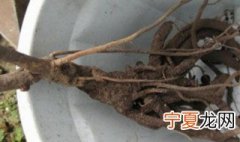 牡丹花的根种植方法 牡丹花的根种植方法图解