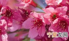 杜鹃的功效与作用 关于杜鹃的功效与作用