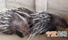 豪猪养殖50只成本利润 豪猪养殖