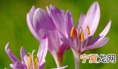 阳台好养花期长的花推荐 花期长的花有哪些