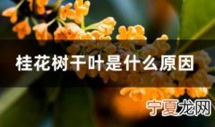 桂花树干叶是怎么回事 桂花树干叶是什么原因