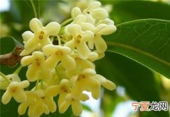 桂花的功效，桂花的外形特征和作用