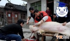 杀猪的流程是什么，屠宰场放血杀猪视频