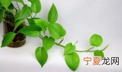 绿萝怎样才能栽活 如何栽活绿萝
