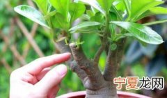沙漠玫瑰几天浇一次水 沙漠玫瑰一般几天浇一次水